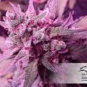 White Widow (Dutch Passion) feminisiert