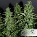 White Widow (Dutch Passion) feminisiert