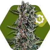 Blueberry Cheese Autoflowering (Zambeza) feminized