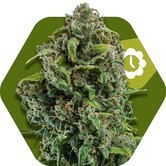 NYC Diesel Autoflowering (Zambeza) feminized