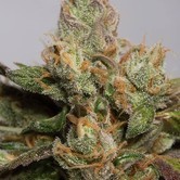 707 Truthband (Humboldt Seeds) feminized