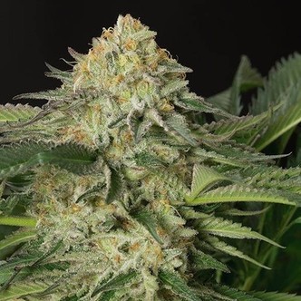 Lemon Garlic OG (Humboldt Seeds) feminized
