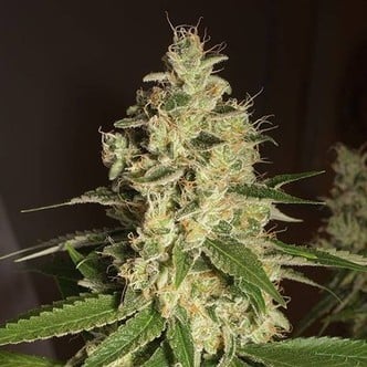 Raspberry Diesel (Humboldt Seeds) feminisiert