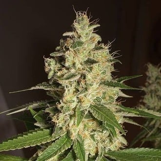 Raspberry Diesel (Humboldt Seed Organization) feminisiert