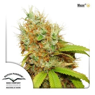 Mazar (Dutch Passion) feminized