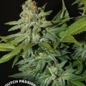 Mazar (Dutch Passion) feminized