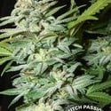 Mazar (Dutch Passion) feminized