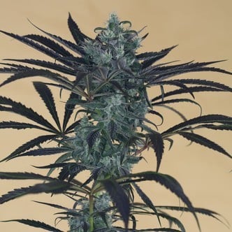 Blueberry Headband (Humboldt Seeds) feminisiert