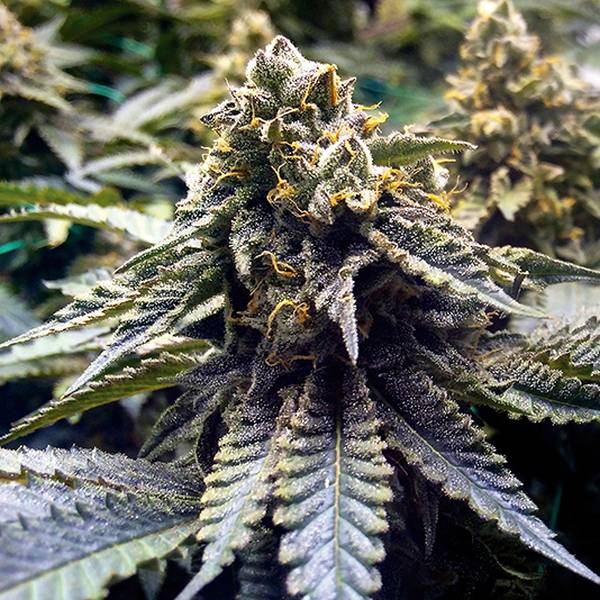 So Purple Feminisiert (Soma Seeds)