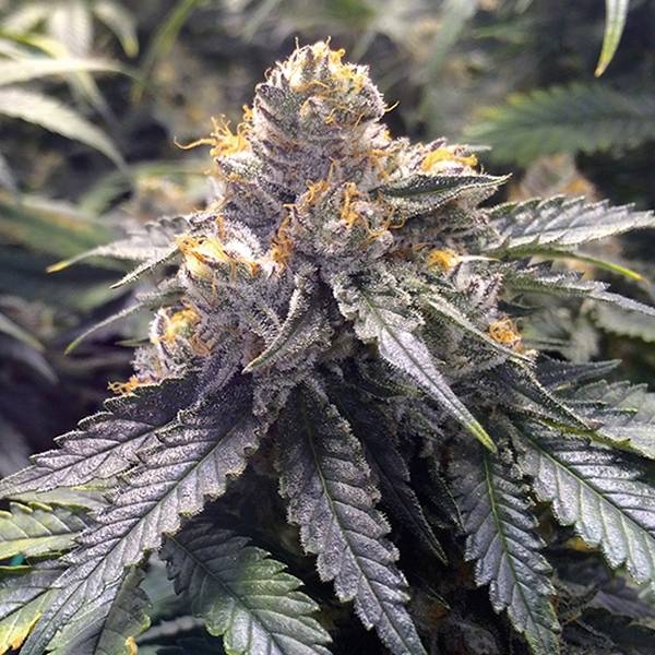 Bubba's Gift Feminisiert (Humboldt Seed Company)