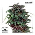 Durban Poison (Dutch Passion) feminisiert