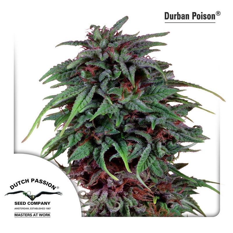 Durban Poison Strain (Dutch Passion)