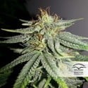 Durban Poison (Dutch Passion) feminisiert