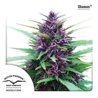 Shaman (Dutch Passion) feminized