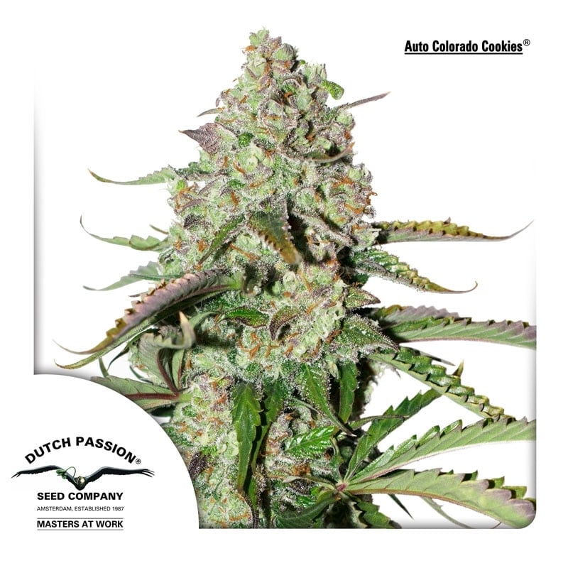Strawberry Cookies Feminisiert (Dutch Passion)
