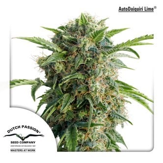 AutoDaiquiri Lime (Dutch Passion) feminized