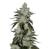 Girl Scout Cookies Auto (FastBuds) feminized