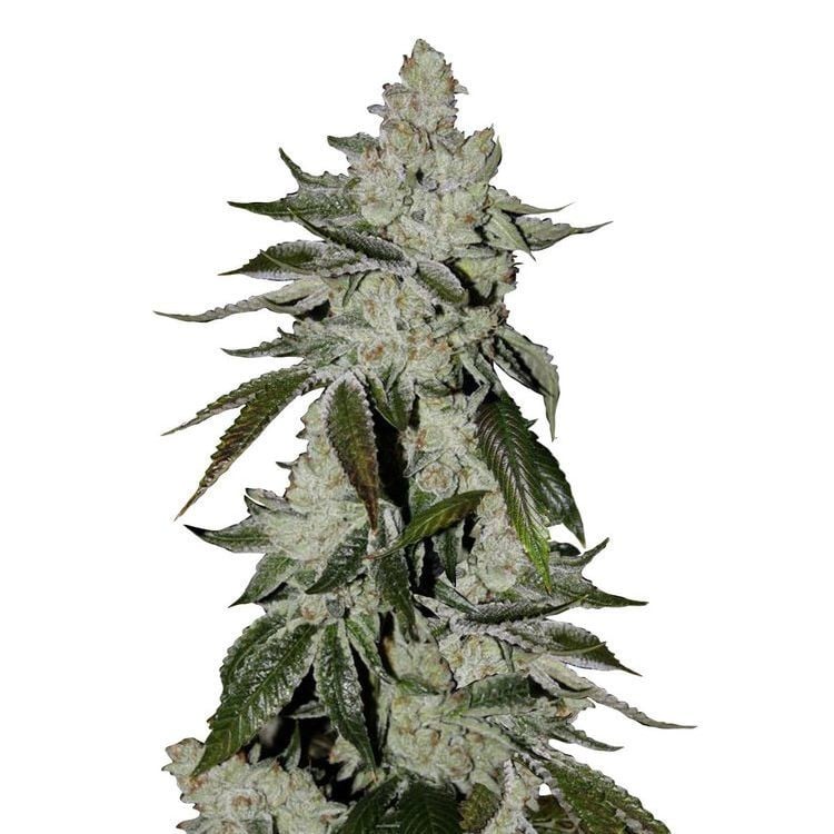 Girl Scout Cookies Auto Fastbuds Zamnesia Girl Scout Cookies Auto Fastbuds Zamnesia