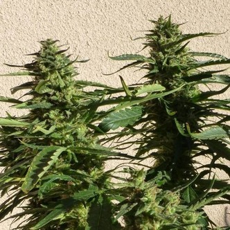 Missile 33 SuperAuto (Flash Auto Seeds) feminized