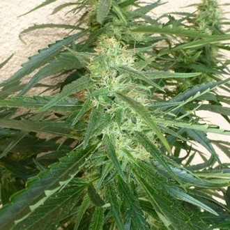 Spacer SuperAuto (Flash Auto Seeds) feminized