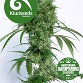 Ocean's Twelve Haze by Dampkring Classics (Kiwi Seeds) feminized