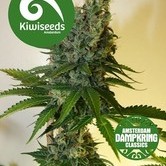 Congo Haze by Dampkring Classics (Kiwi Seeds) feminized