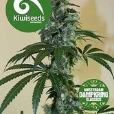 G13 x Amnesia Haze by Dampkring Classics (Kiwi Seeds) feminized