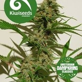 Mexican Haze (Kiwi Seeds) feminized