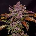 Blackberry Auto (FastBuds) feminized