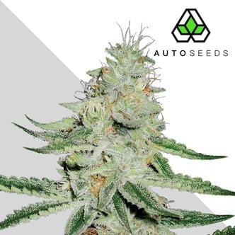 Dreamberry (Auto Seeds) feminisiert