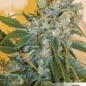 Strawberry Cough (Dutch Passion) feminisiert