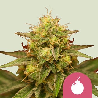 Royal Domina (Royal Queen Seeds) feminisiert