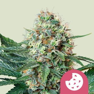 Royal Cookies (Royal Queen Seeds) feminisiert