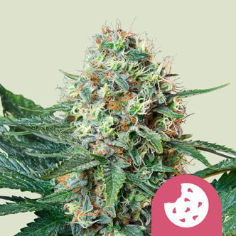 Royal Cookies (Royal Queen Seeds) feminized