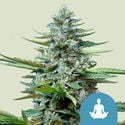 Stress Killer Automatic (Royal Queen Seeds) feminisiert