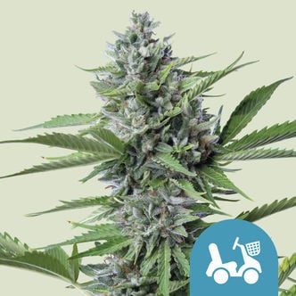 Fast Eddy Automatic (Royal Queen Seeds) feminisiert