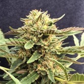 CBD Therapy (CBD Crew) feminisiert