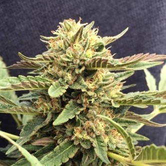 CBD Therapy (CBD Crew) feminized