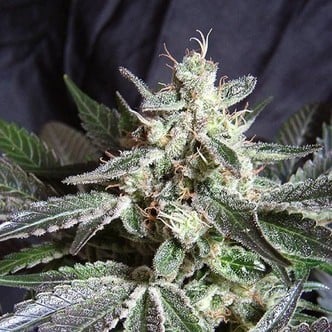 Black Jack - F1 Fast Version (Sweet Seeds) feminisiert