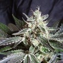 Black Jack - F1 Fast Version (Sweet Seeds) feminisiert