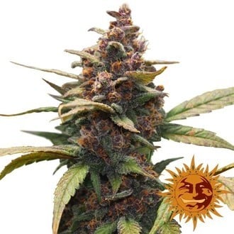 Ayahuasca Purple Barney S Farm Feminized Zamnesia