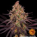 Ayahuasca Purple (Barney's Farm) feminisiert