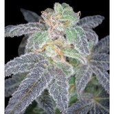Purple OG 18 (Reserva Privada) feminized
