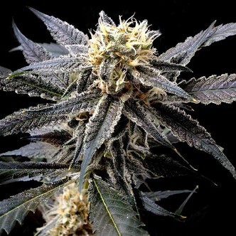 Strawberry Banana (Reserva Privada) feminized