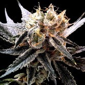 Sour Tangie (Reserva Privada) feminized