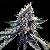 Sour Kosher (DNA Genetics) feminized