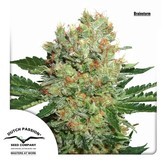 Brainstorm (Dutch Passion) feminized