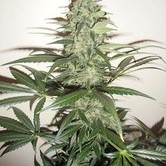 Super Auto Lemon Haze (Makka Seeds) feminized