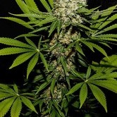 Somango (Makka Seeds) feminized