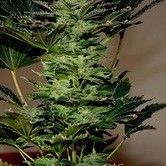 Amnesia (Makka Seeds) feminized